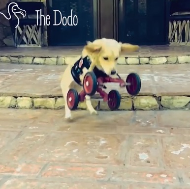 새주인 만나 뛸 수 있게된 반려견 사연 '훈훈'