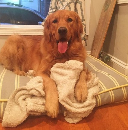 담요를 놓치 못하는 강아지