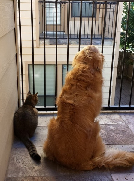 수술 받은 강아지를 향한 고양이의 우애