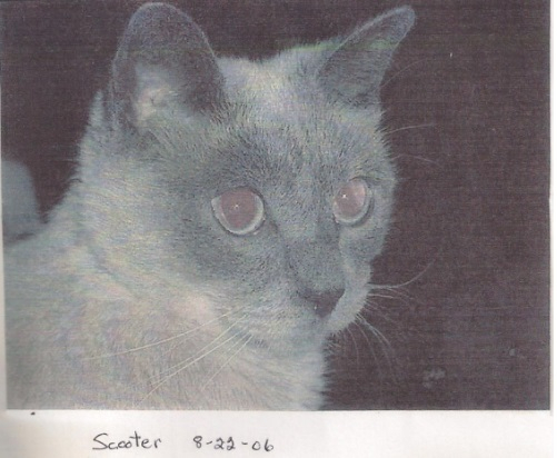 세상에서 가장 나이 많은 고양이