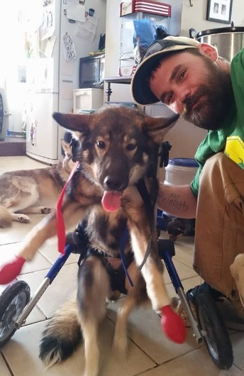 걷지 못했던 개, 이제는 일상이 달리기