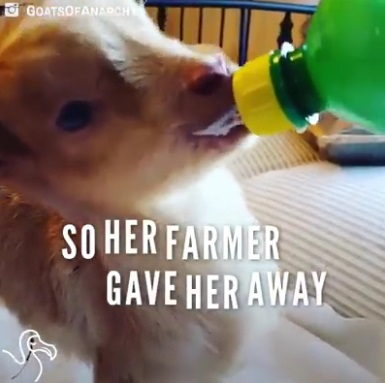 장애를 듣고 밝고 건강하게 자라나고 있는 염소