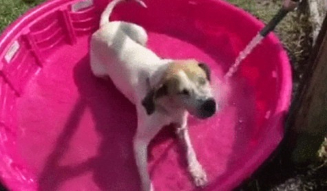 좋아하는 일을 하며 행복하게 지내는 보호소 개