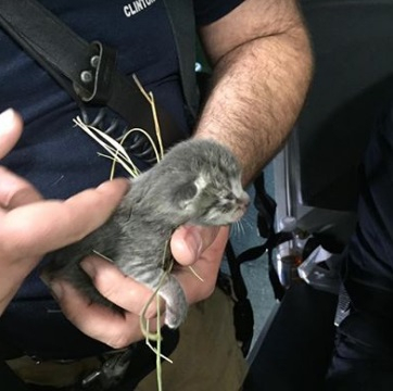 소방관에 의해 구해진 7마리의 새끼 고양이