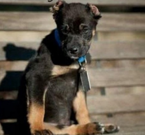 반려견의 귀를 짜르려는 생각