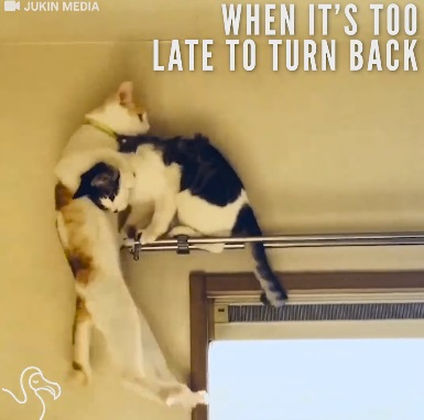 돌아올 곳이 없다는 것을 어렵게 배운고양이