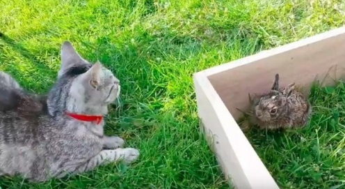 고양이와 토끼의 우애