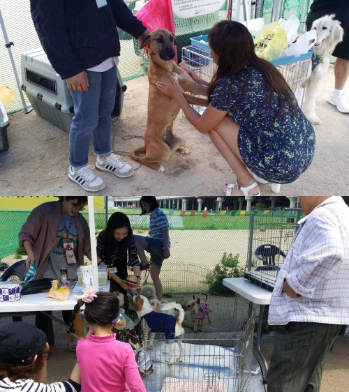 동물보호단체 '동행세상', 유기견 관련 행사 개최