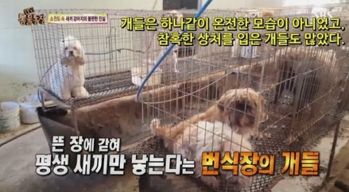 '강아지 공장' 반대 퍼포먼스 캠페인 22일 홍대 개최