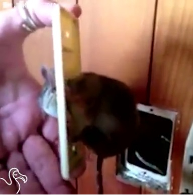 콘센트 소켓에 스스로 갇힌 캥거루 쥐