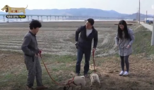 반려견 산책이 대소변 훈련에 좋다?