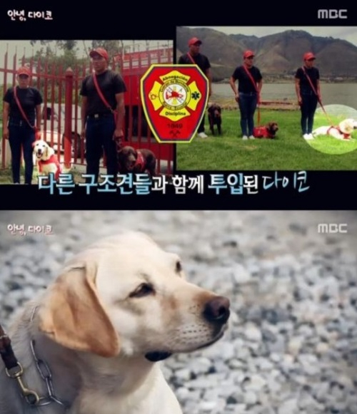 서프라이즈, 구조견 '다이코' 감동 사연