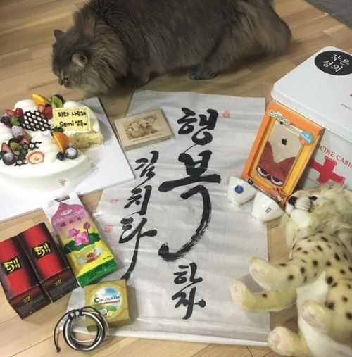 치타, 케이크에서 눈 못떼는 반려묘