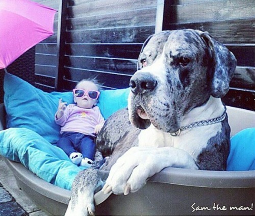 대형견과 하루를 보내는 소녀, 행복한 나날