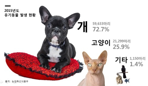 유기동물 발생 현황, 개 72.3%로 가장 높아