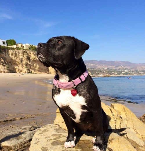 산책의 두려움을 극복한 개