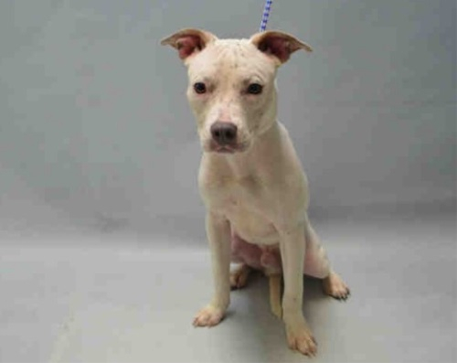 보호소에 버려진 청각 장애견