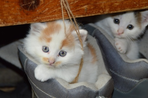 고양이 기를 때 준비해야하는 4가지 물품