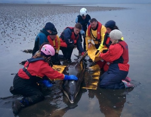 좌초된 돌고래, 내비게이션 고장 덕에 발견