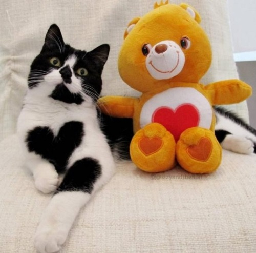 가슴 털이 하트처럼 생긴 고양이