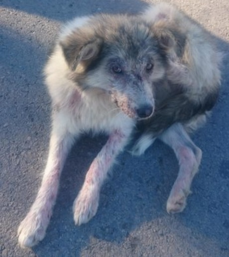 피투성이가 된 개를 구한 용감한 소녀