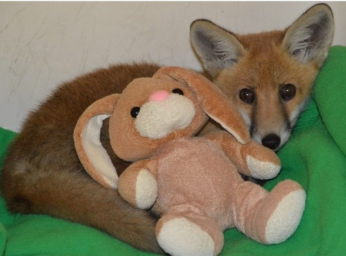 배수로에 빠져 다리를 다친 여우