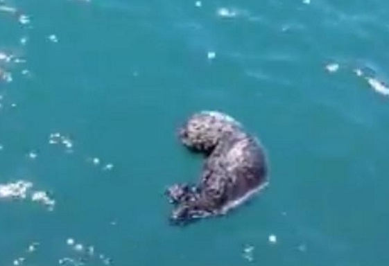 해달 가족의 극적인 가족 상봉