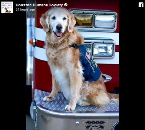 세상을 떠난 9.11테러 구조견