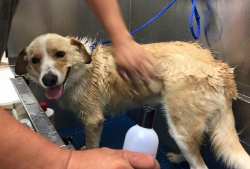 묶인 채 홍수에 휘말린 개