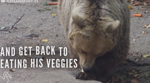 연못에 빠진 까마귀를 구한 곰