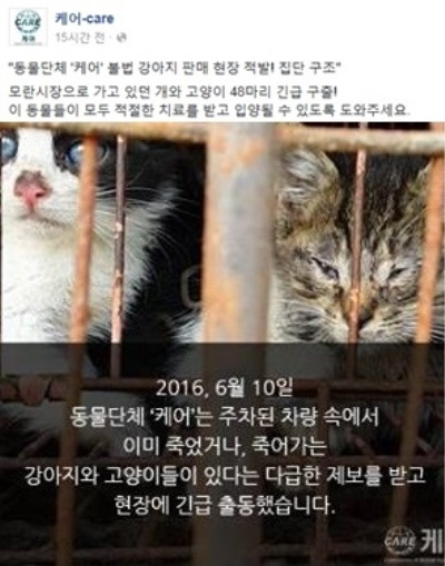 동물단체 케어, 불법 강아지 판매 현장 적발…48마리 구조