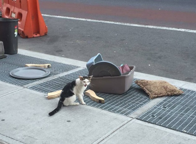 물건과 함께 버려진 고양이