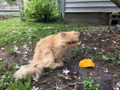 빈집에서 발견된 심술꾸러기 고양이