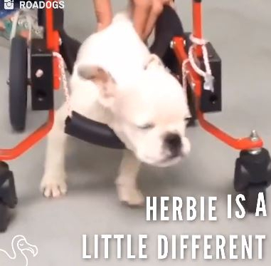 걷기 위해 끊임없는 재활운동을 하고 있는 Herbie