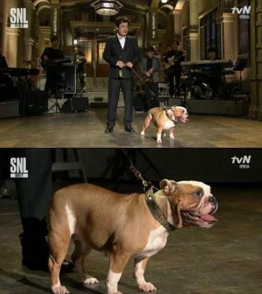 'SNL' 이경규, 반려견 두치와 함께 오프닝 등장 '개판오분전'