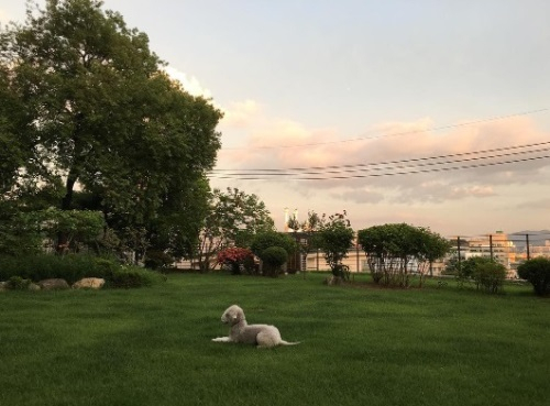 엄지원, 반려견과 즐거운 잔디밭 산책