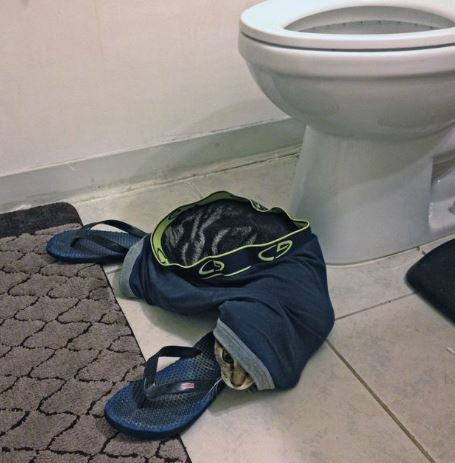 주인과 화장실 가는 고양이들