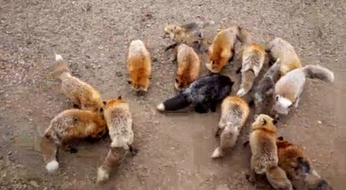 여섯 종류의 여우들이 사는 일본 여우 마을