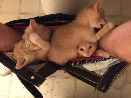 주인과 화장실 가는 고양이들