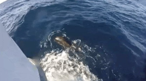 힘차게 바다로 돌아간 물개