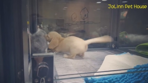 유리 장벽을 뛰어 넘은 고양이와 개의 우정