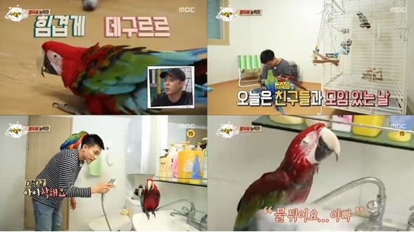 '능력자들' 앵무새 능력자, 남의 앵무새에 욕 가르치면 재물손괴죄