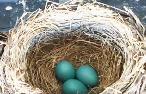 현관문에 둥지 튼 아기 새들