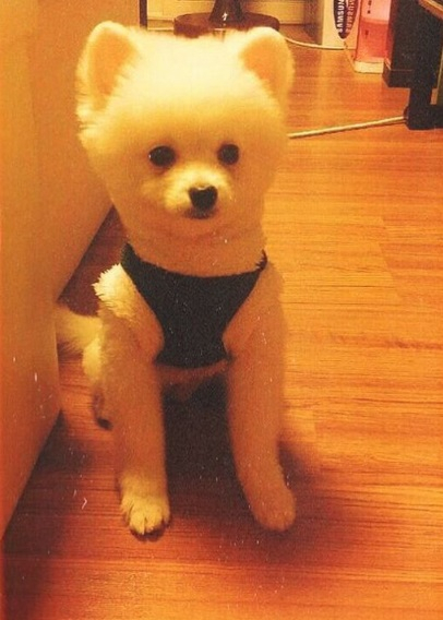 티아라 보람, 인형 같은 반려견 공개 "우디 멍멍"