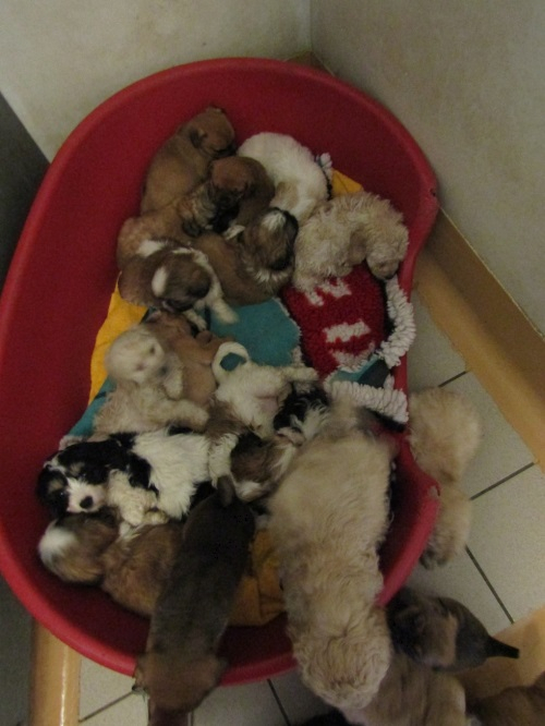 트렁크에 갇힌 수 십마리의 강아지들