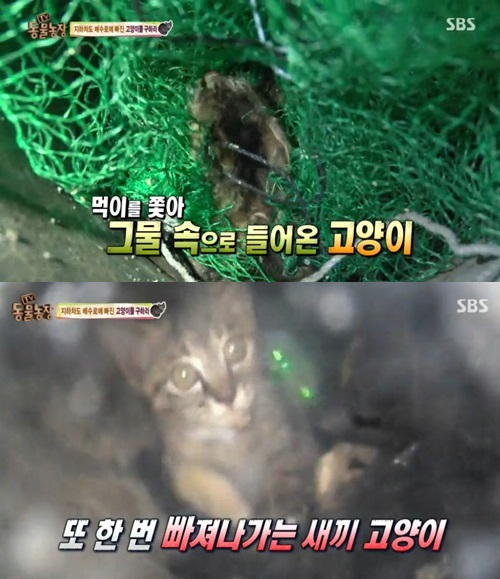 'TV 동물농장' 배수로에서 구출된 새끼 고양이