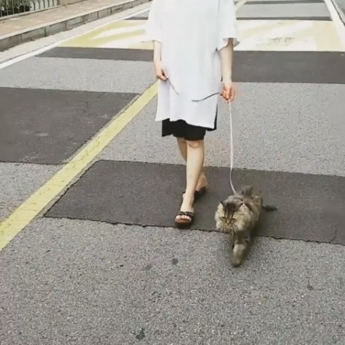 선우선, 반려묘와 외출 중 '산책묘?'