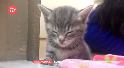 '꾸벅 꾸벅' 졸고 있는 고양이
