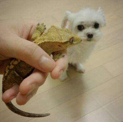 오정연 반려동물, 어색한 동거 현장 '루비와 베로'