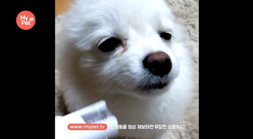 표정으로 반성하는 강아지 '심쿵'